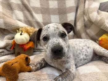 Kenai- Green -  Catahoula Leopard Dog Dog for Adoption in Charlotte, Michigan - Kenai- Green | PetCurious