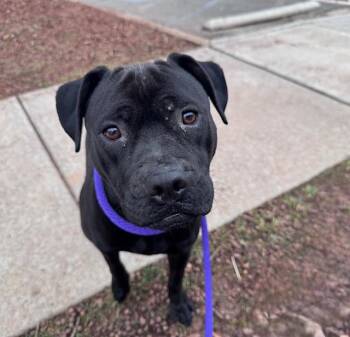 Labrador Retriever Dogs Available for Adoption - CLAIRE | PetCurious