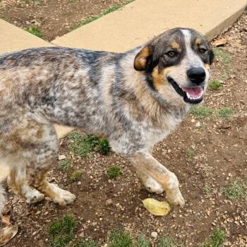 Australian Shepherd and Great Pyrenees Dogs Available for Adoption in Brownsboro, Alabama - Derek | PetCurious
