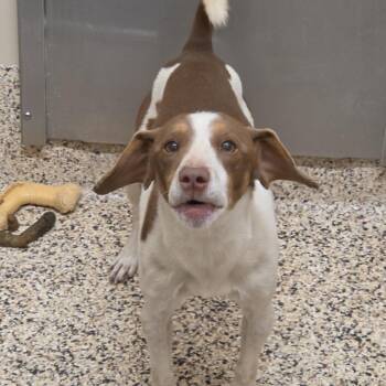 Mixed Breed Dogs Available for Adoption in Aiken, South Carolina - Tywin 63096 | PetCurious