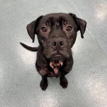 Jax (Techno) -  Retriever and Terrier Dog for Adoption in Edinburg, Texas - Jax (Techno) | PetCurious
