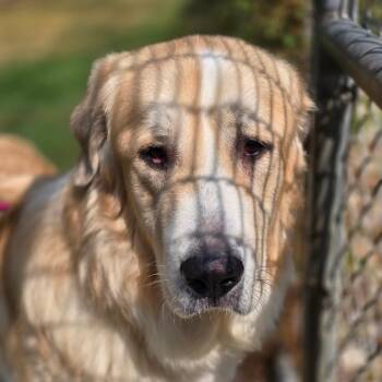 Zeus 260677 -  Mixed Breed Dog for Adoption in Gladstone, Michigan - Zeus 260677 | PetCurious