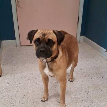 Frank -  Mixed Breed Dog for Adoption in Huntsville, Arkansas - Frank | PetCurious