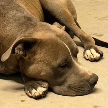 Pit Bull Terrier Dogs Available for Adoption in Yuma, Arizona - Taylor | PetCurious