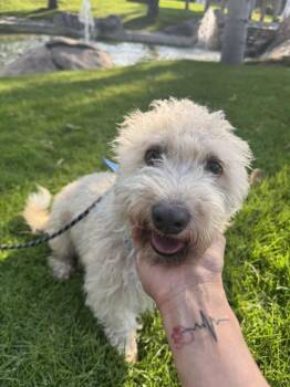 Scottish Terrier Dogs Available for Adoption in Gig Harbor, Washington - Steve | PetCurious