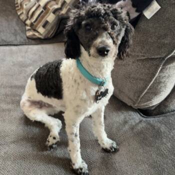 Poodle Dogs Available for Adoption in Columbia, Missouri - Benji | PetCurious