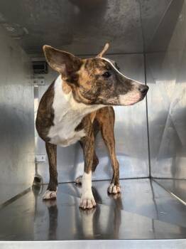 CARAMEL -  Mixed Breed Dog for Adoption in Dallas, Texas - CARAMEL | PetCurious