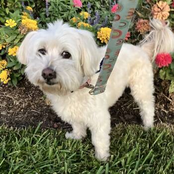 Rescue Maltese Dogs for Adoption in Houston, Texas - Elliott James | PetCurious