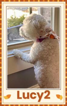 Lucy2 - Arkansas -  Bichon Frise Dog for Adoption in Tulsa, Oklahoma - Lucy2 - Arkansas | PetCurious
