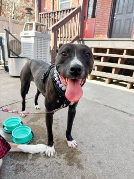 Labrador Retriever Dogs Available for Adoption - Penny | PetCurious