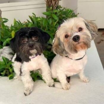 WOODY & BUZZ LIGHTYEAR -  Shih Poo Dog for Adoption in Santa Monica, California - WOODY & BUZZ LIGHTYEAR | PetCurious