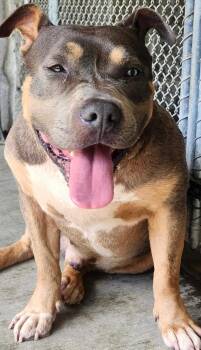 Skeeter -  Pit Bull Terrier Dog for Adoption - Skeeter | PetCurious