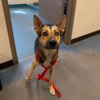 Octavia -  Mixed Breed Dog for Adoption in Memphis, Tennessee - Octavia | PetCurious