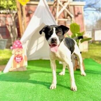 Rescue American Staffordshire Terrier Dogs for Adoption in Saint George, Vermont - Celeste | PetCurious