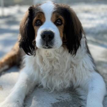 Dustin -  Mixed Breed and Saint Bernard Dog Available for Adoption in Warren, Ohio - Dustin | PetCurious