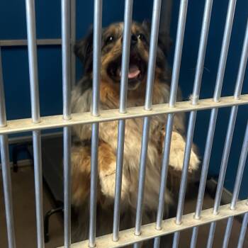 Tilly -  Australian Shepherd Dog for Adoption in Flagstaff, Arizona - Tilly | PetCurious