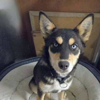 Shepherd and Husky Dogs Available for Adoption - Pretty (20260211-07) | PetCurious