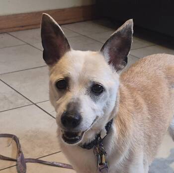 Jack Russell Terrier and Chihuahua Dogs Available for Adoption in Aurora, Illinois - JC | PetCurious