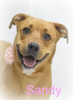 Pit Bull Terrier and Labrador Retriever Dogs Available for Adoption in Lake Havasu City, Arizona - Sandy | PetCurious