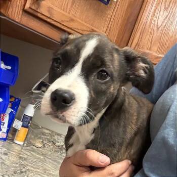 Scottie - 082104U -  Boxer and Mixed Breed Dog for Adoption in Tupelo, Mississippi - Scottie - 082104U | PetCurious