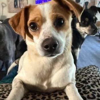 Chihuahua Dogs Available for Adoption in Lodi, California - Mama Dog  | PetCurious
