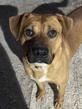 Rescue Mixed Breed Dogs for Adoption in Evansville, Indiana - Andrew | PetCurious