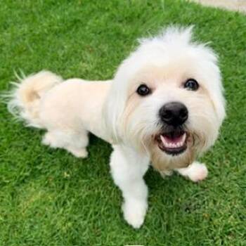 HARLEY -  Lhasa Apso and Maltese Dog for Adoption in Santa Monica, California - HARLEY | PetCurious
