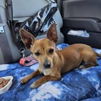 Chihuahua Dogs Available for Adoption - Camilla | PetCurious