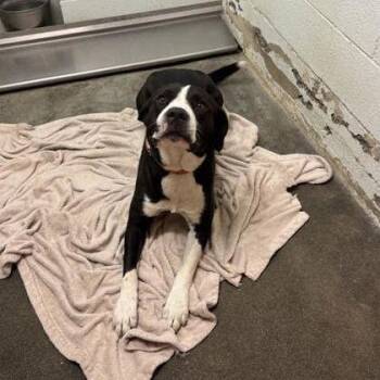 Kiba -  Mixed Breed Dog for Adoption in Spokane, Washington - Kiba | PetCurious