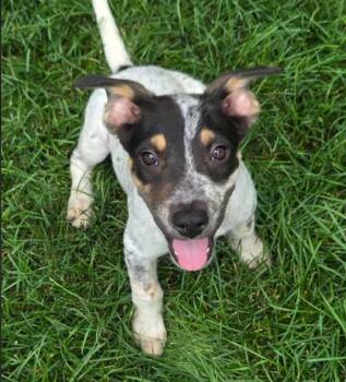 Pokegama* -  Australian Cattle Dog Blue Heeler Dog for Adoption in Brooklyn Center, Minnesota - Pokegama* | PetCurious