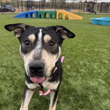 Mixed Breed Dogs Available for Adoption - Soloman | PetCurious