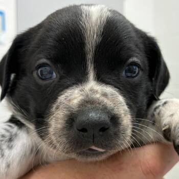 Maren -  Black Labrador Retriever Dog for Adoption in Corpus Christi, Texas - Maren | PetCurious