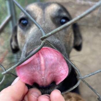 Rescue Shepherd Dogs for Adoption in Parrish, Alabama - Raya | PetCurious