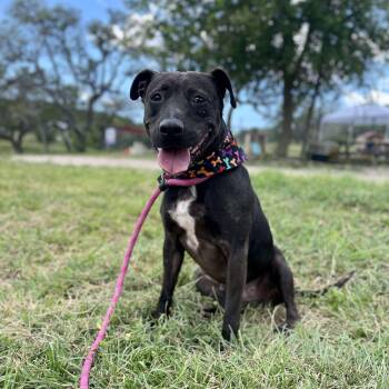 Rescue American Staffordshire Terrier Dogs for Adoption in Center Point, Texas - Darlin | PetCurious