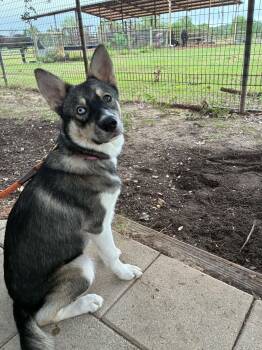 Elsa -  Husky and Mixed Breed Dog for Adoption in Blairstown, New Jersey - Elsa | PetCurious