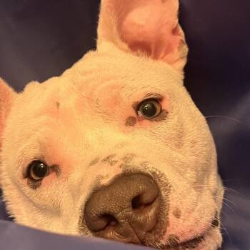 Wilbur - In Foster -  Pit Bull Terrier and Mixed Breed Dog for Adoption in Alabaster, Alabama - Wilbur - In Foster | PetCurious