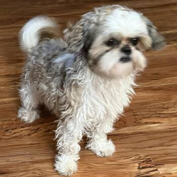 Shih Tzu Dogs Available for Adoption - Luke | PetCurious