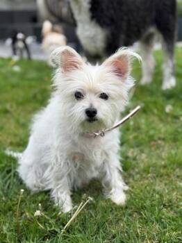 Rescue West Highland White Terrier Westie and Terrier Dogs for Adoption in Torrance, California - Winnie | PetCurious