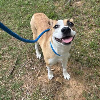 Lola 22564 -  Mixed Breed Dog for Adoption in Cumming, Georgia - Lola 22564 | PetCurious