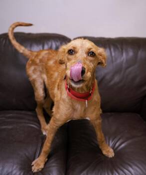 Clover -  Retriever Dog for Adoption in Cincinnati, Ohio - Clover | PetCurious