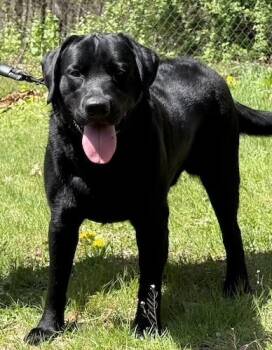 Black Labrador Retriever Dogs Available for Adoption in Killingworth, Connecticut - Odin #2 | PetCurious