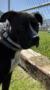 Beatrice -  Pit Bull Terrier Dog for Adoption in Hamilton, Montana - Beatrice | PetCurious