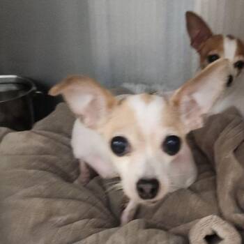 Lovey -  Chihuahua Dog for Adoption in Kingman, Arizona - Lovey | PetCurious