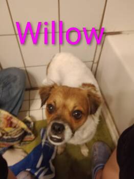 Pug and Pomeranian Dogs Available for Adoption in Ocala, Florida - Bailey (FKA Willow) | PetCurious