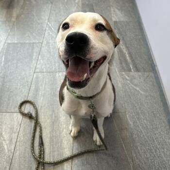 Hank -  Mixed Breed Dog for Adoption in Cooperstown, New York - Hank | PetCurious