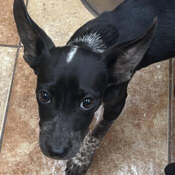 FWT Oreo -  Australian Cattle Dog Blue Heeler and Pit Bull Terrier Dog for Adoption in Midland, Texas - FWT Oreo | PetCurious