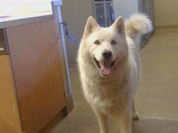WOOFY -  Siberian Husky and Mixed Breed Dog for Adoption in Sacramento, California - WOOFY | PetCurious