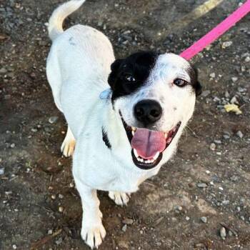 Axel -  Terrier Dog for Adoption in Walnut Creek, California - Axel | PetCurious
