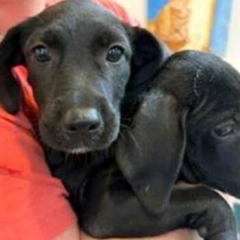 Rune -  Labrador Retriever and Mixed Breed Dog for Adoption in Wilmington, Delaware - Rune | PetCurious