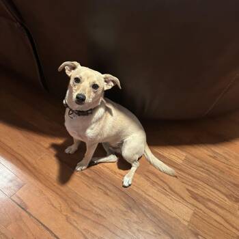 Doeg -  Terrier Dog Available for Adoption in Snyder, Texas - Doeg | PetCurious